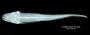 Pimelodella boliviana FMNH 57976 holo dv x